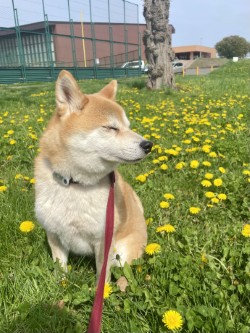 shibainu